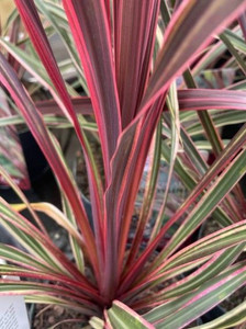 Cordyline 'Can Can' 2.5L