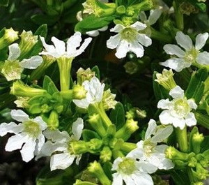 Cuphea 'White Whispers' GOL