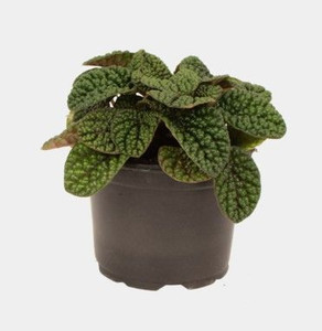 Peperomia 'Green Bubble' 14cm
