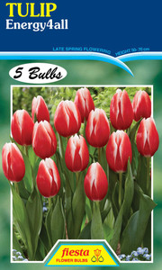 Tulip 'Energy4all' 5