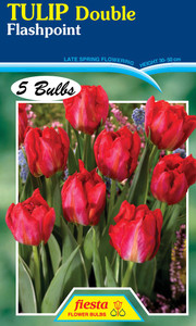 Tulip 'Double Flashpoint' 5