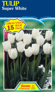 Tulip 'Super White' 15