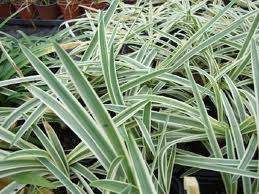 Agapanthus 'Tinkerbell' 2L