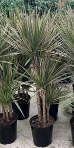 Dracaena marginata 'Bicolour' 17cm