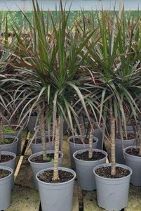 Dracaena marginata 'Magenta' 17cm