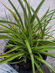 Phormium 'Green Wonder' 2.5L