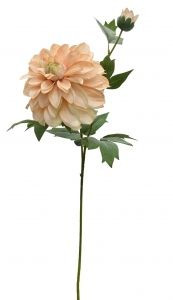 Heritage Dahlia - Apricot Glow