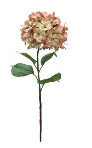 Jubilee Hydrangea - Blushing M