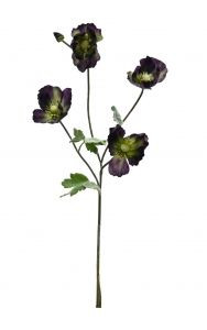 Harvest Poppy - Aubergine