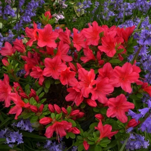 Azalea 'Nico' 2.5L