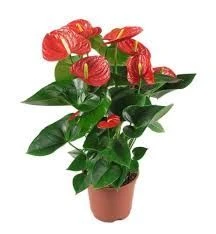 Anthurium 'Red Winner' 6L