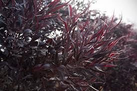 Agonis flexuosa 'After Dark' 3.3L