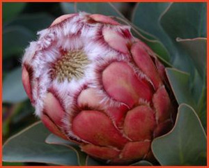 Protea grandiceps 1.5L