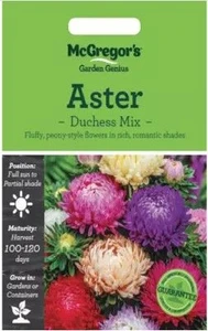MG Aster Duchess Mix