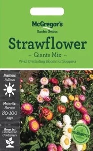 MG Strawflower Giant Mix