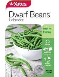 Yts Beans Dwarf Labrador - 2