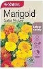 Yts Marigold Safari - 2
