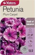 Yts Petunia Plum Carpet - 2