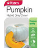 Yts Pumpkin Hybrid Grey Crown