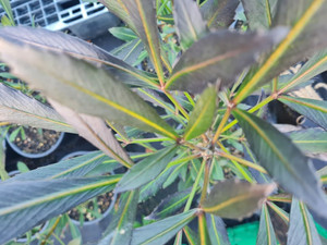 Pseudopanax lessonii 'Dark Sta 6L
