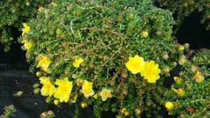 Hibbertia serpyllifolia 2.5L