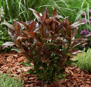 Viburnum 'Coppertop' 3.5L