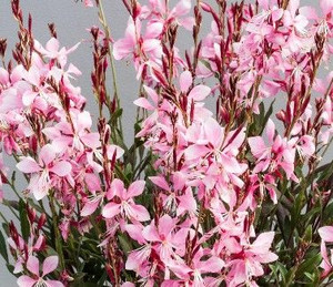 Gaura emmeline 'Pink Bouquet' GOL