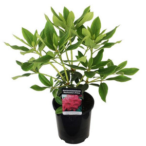 Rhododendron 'Bibiani' 8L (102961) 2.5L