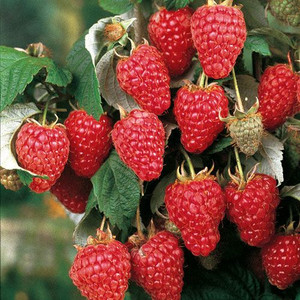 Raspberry 'Tulameen' 2L (91632) 3L