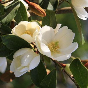 Michelia 'Honey Velvet' 3.3L
