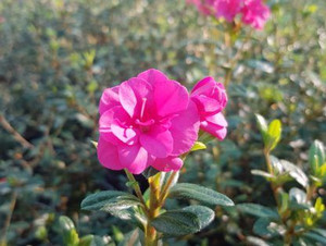 Azalea 'Paradise Elfin' 2.5L