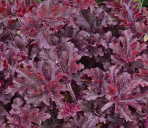 Heuchera 'Melting Fire' 2L