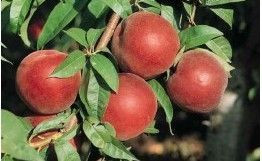 Peach 'Rich Lady' PB18