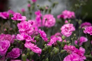 Dianthus 'Candyfloss Mauve' 1.5L