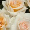 Rose 'Love Me Do' - Standard 4.7L