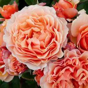 Rose 'A Gardeners Dream' - Sta 4.7L