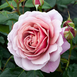 Rose 'Cuppa Tea' - Standard 4.7L
