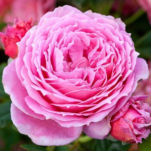 Rose 'My Grandma' - Standard 4.7L