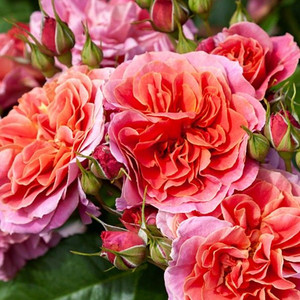 Rose 'Enigma' 4.7L