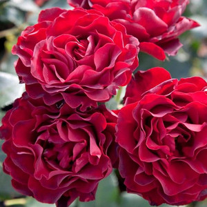 Rose 'Grand Prix Special' 4.7L