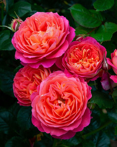 Rose 'Pride' 4.7L