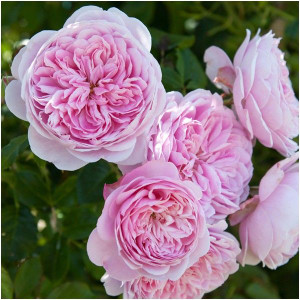 Rose 'Cupcake' - Climber 4.7L