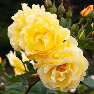 Rose 'Golden Gate' - Climber 4.7L