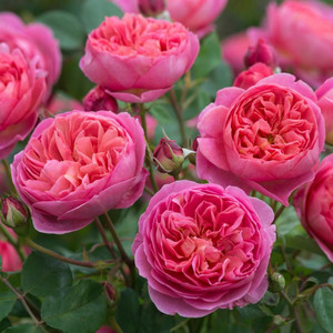 Rose 'Boscobel' - English 4.7L