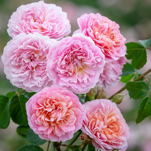 Rose 'Eustacia Vye' - English 4.7L