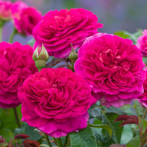 Rose 'Gabriel Oak' - English 4.7L