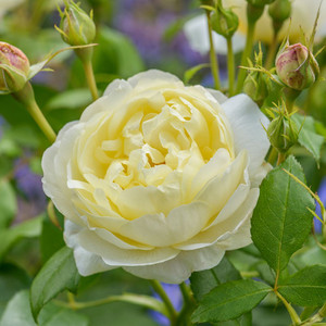 Rose 'Vanessa Bell' - English 4.7L