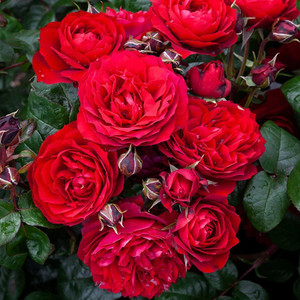 Rose 'In Friendship' - Patio S 4.7L