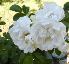 Rose 'Blanc Double De Coubert' 6L