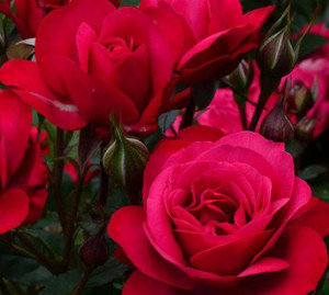Rose 'High Fashion' 4.7L